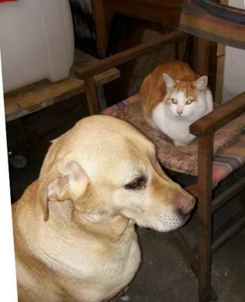 Hund und Katz Wimmerhof