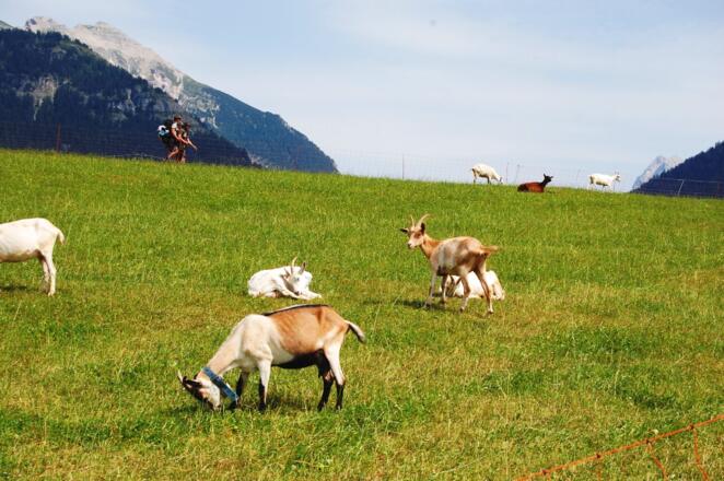 urchige, alpine Begegnung