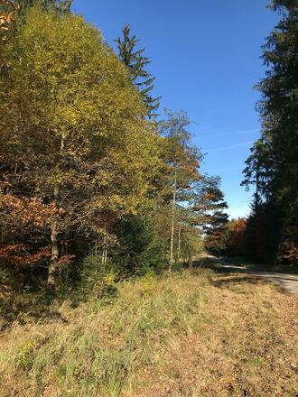 Radlstrecke Forstenrieder Park