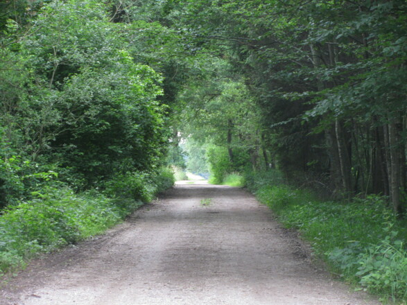 Besonderheit Waldweg