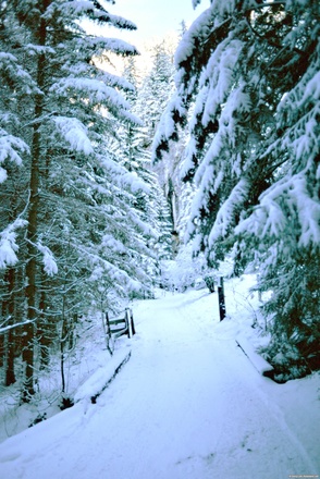 Kesselalm-Rodelbahn