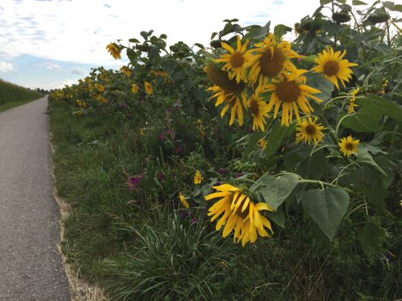 Reisen Richtung Niedererding auf einem Wirtschaftsweg