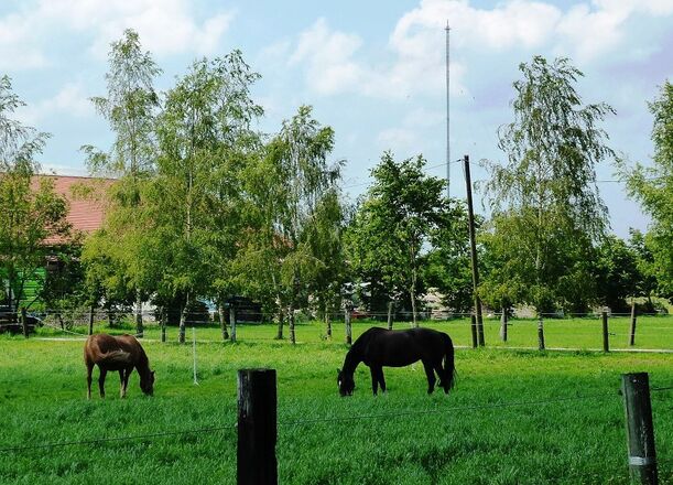 Pferde im Moos