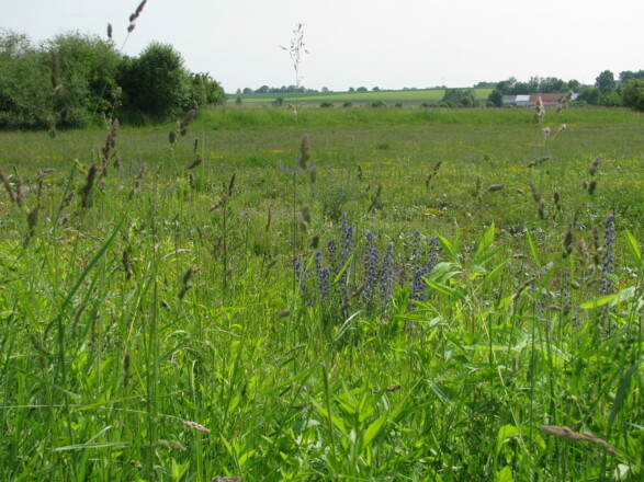 Blühende Landschaft