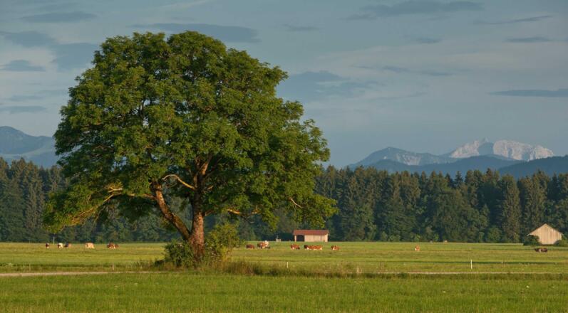 Kühe auf der Weide in Piesenkam