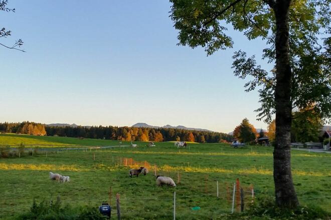 Blick von der Terrasse zu den Tieren und Bergen