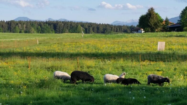 Blick von den Gästezimmern zu unseren Schafen und Hühnern vorm Haus