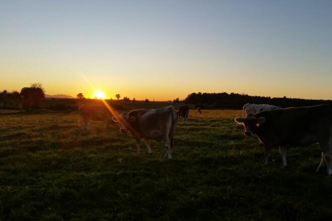 Sonnenuntergang mit unseren Mastrindern