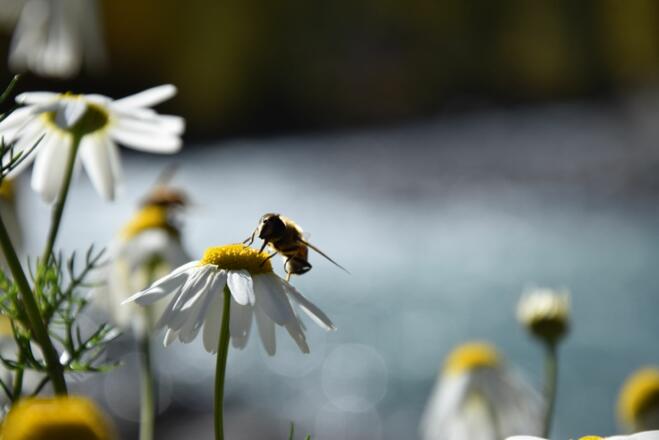Natur