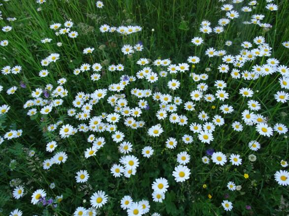 Blumenwiese