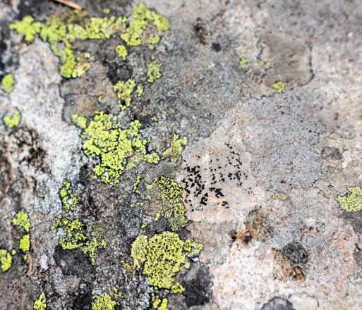 Landkartenflechte - Rhizocarpon geographicum