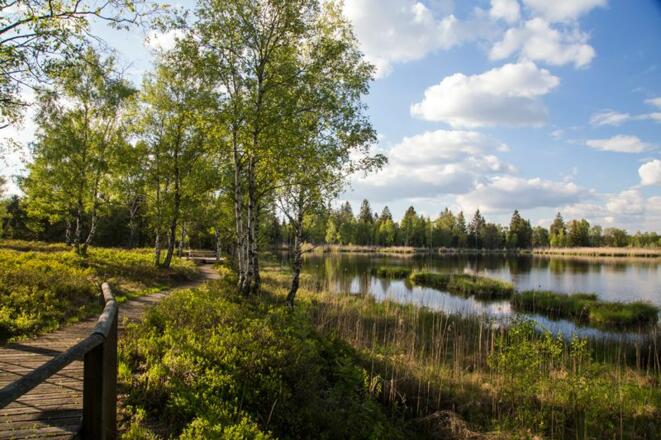 Ried rund um Bad Wurzach