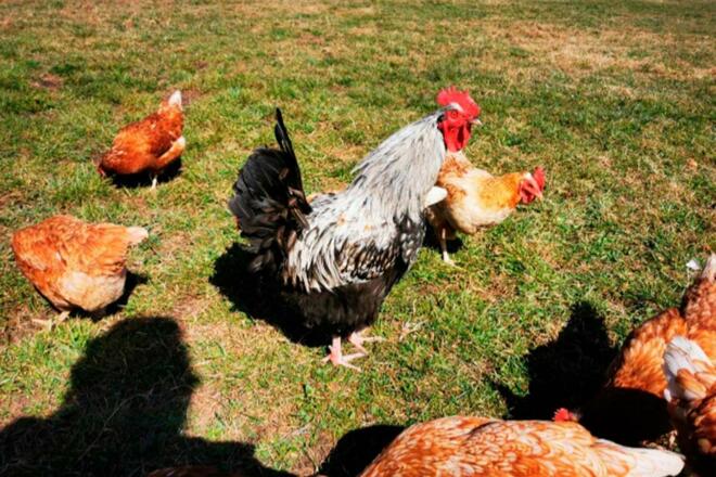 unsere Bio-Hühner mit Gockel