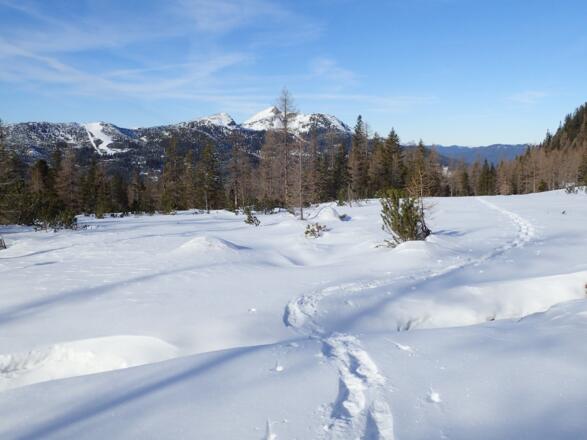 Hochflächenartige Ebene am Rückweg zur Bärwurzkaralm