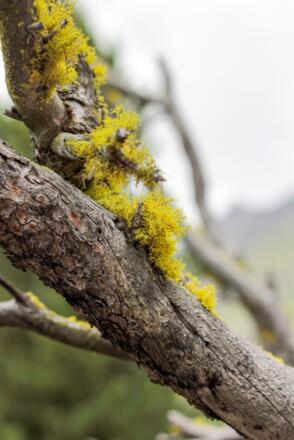 Wolfsflechte - Letharia vulpina