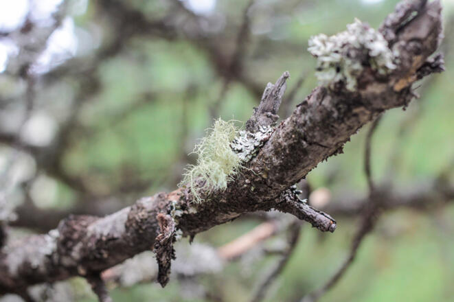 Bartflechte - Usnea filipendula