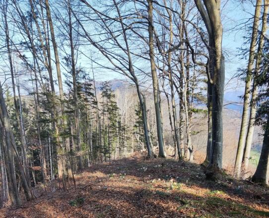 Windhagertrail - Ternberg