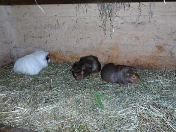 Meerschweinchen zum Streicheln...