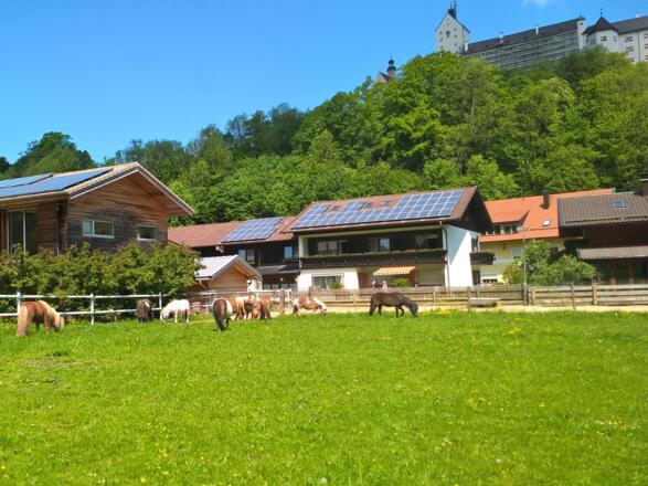 Ponys Kiesmüller