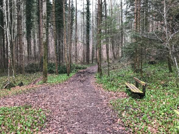 Trailrun - Ternberg - Bäckengraben