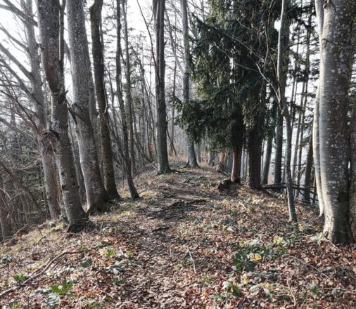 Windhagertrail - Ternberg