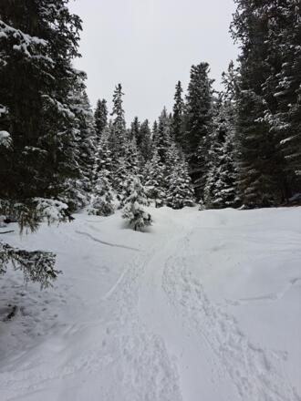 Aufstieg durch den Wald