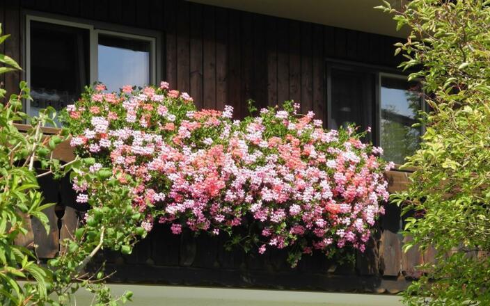 Balkonblumen Heidis Ferienwohnung