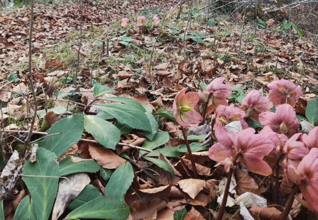 Windhagertrail - Ternberg