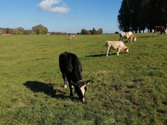 In unserm Dorf dürfen die Kühe noch auf die Weide.