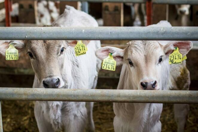 Ferienhof Schmölz, Kälbchen