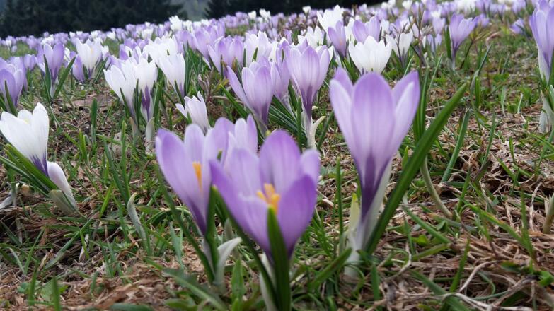 Krokusblüte am Hündle