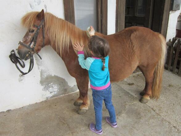Pony striegeln