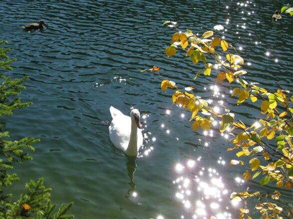 Schwan auf dem Schwansee
