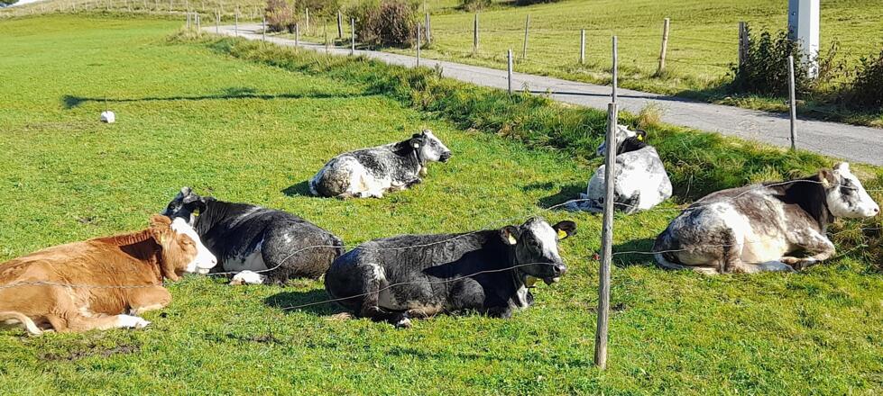 Kühe auf der Wiese