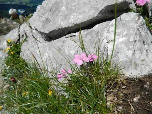Alpennelken