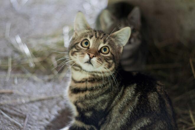 Eine unserer lieben Katzen