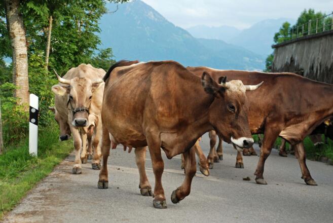 täglicher Weidegang