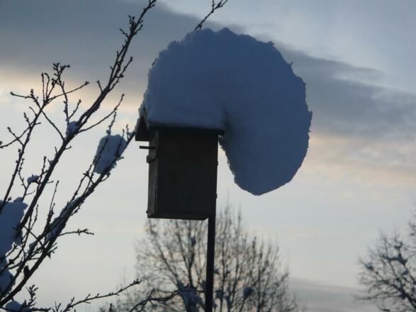 Schneehaube