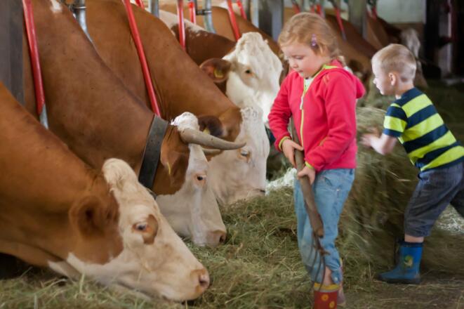Gästekinder sind gerne im Stall