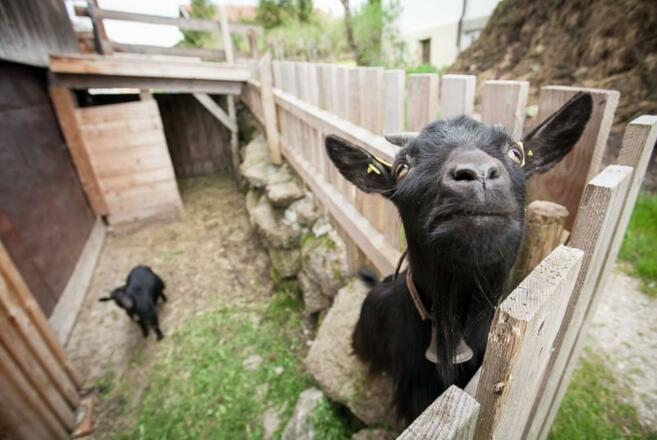 Ferienhof Schmölz, Ziegen 1