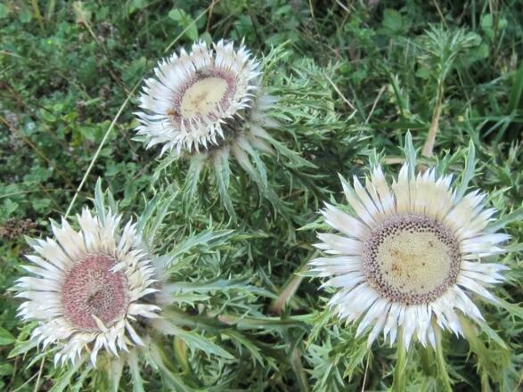 Silberdistel