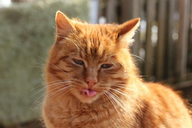 Kater Chilli