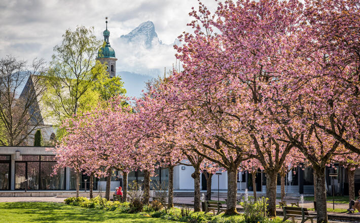 Kirschblüte im Kurgarten Berchtesgaden