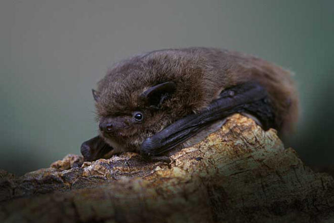 Zwergfledermaus
