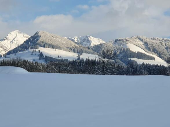 Winter Sonnenköpfe