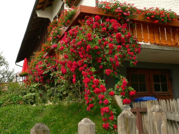 homepage-mamas_geburtstag 140