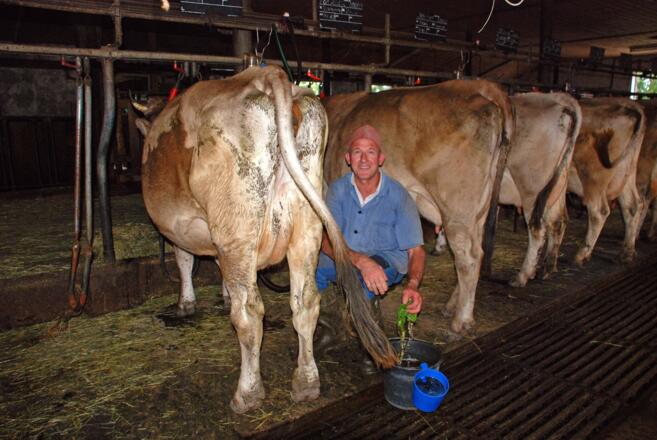 Der Bauer beim Melken