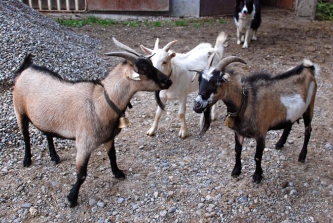 Ziegen auf dem Hof