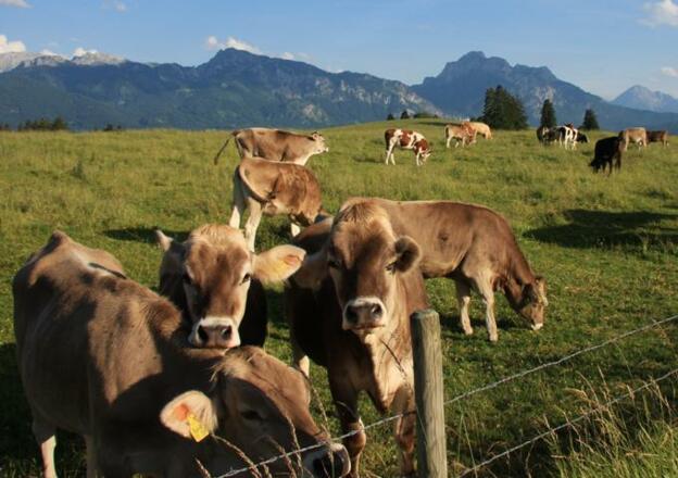 Auf der Alpe