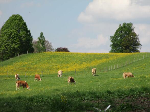 Unsere Kühe dürfen auf die Weide